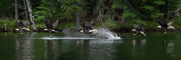 Eagle Fishing by Dale J Martin Eagle Fishing by Dale J Martin